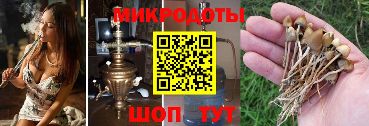 Псилоцибиновые грибы Psilocybe  Энгельс  Псилоцибиновые грибы Magic Shrooms 